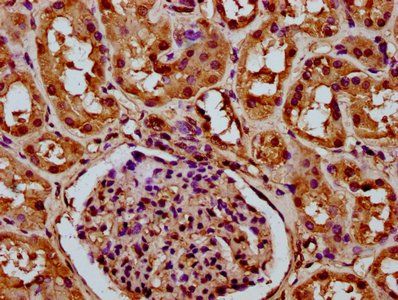 HIST1H3A Antibody