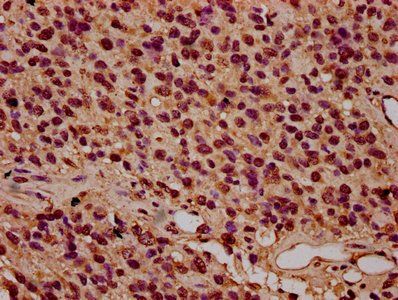 HIST1H3A Antibody