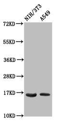 HIST1H3A Antibody