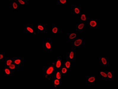 HIST1H3A Antibody