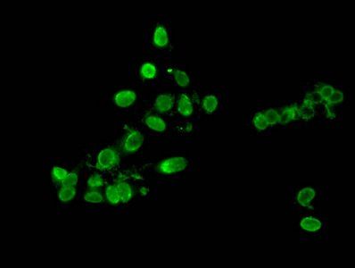 HIST1H3A Antibody