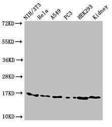 HIST1H3A Antibody
