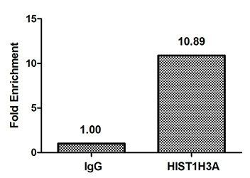 HIST1H3A Antibody