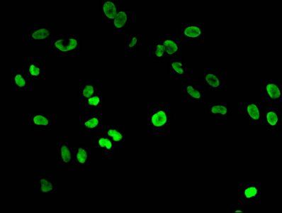 HIST1H3A Antibody