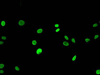 HIST1H3A Antibody