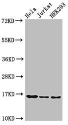 HIST1H3A Antibody