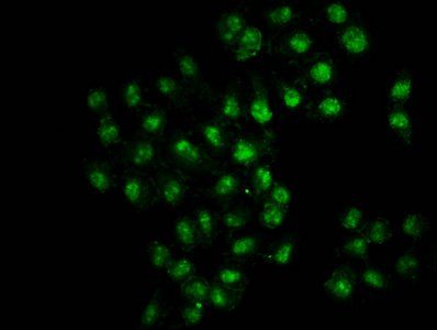 HIST1H3A Antibody