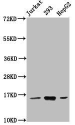 HIST1H3A Antibody