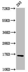HIST1H3A Antibody