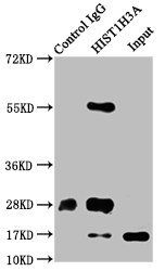 HIST1H3A Antibody