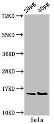 HIST1H3A Antibody