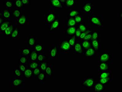 HIST1H3A Antibody