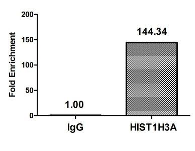 HIST1H3A Antibody
