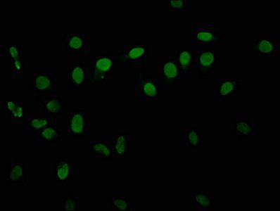 HIST1H3A Antibody