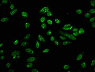 HIST1H3A Antibody