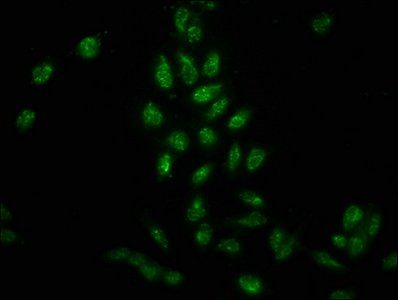 HIST1H3A Antibody
