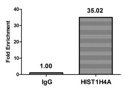 HIST1H4A Antibody