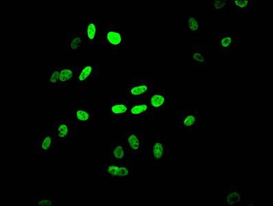 HIST1H4A Antibody