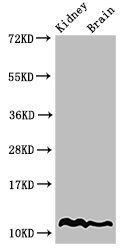 HIST1H4A Antibody