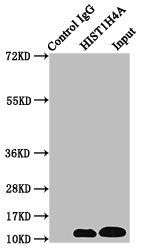 HIST1H4A Antibody