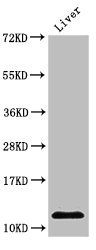 HIST1H4A Antibody