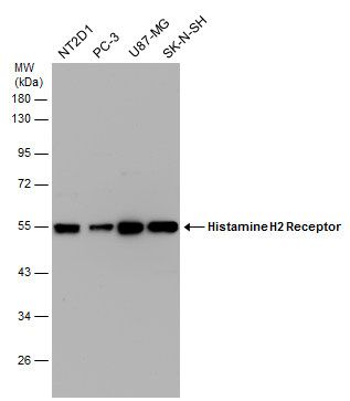 histamine receptor H2 Antibody