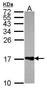 Histone H2A.Z Rabbit Polyclonal Antibody