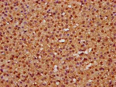 HIST1H3A Antibody
