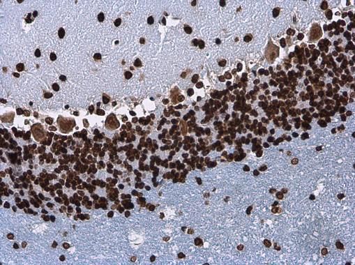 Histone H3.3B Rabbit Polyclonal Antibody