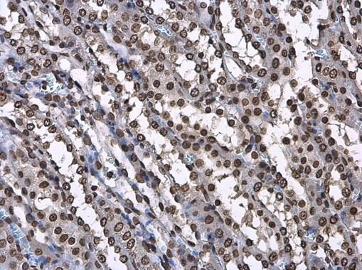 Histone H3.3B Rabbit Polyclonal Antibody