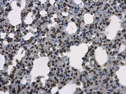 Histone H3.3B Rabbit Polyclonal Antibody