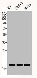 HIST1H3A/HIST2H3A/H3F3A Antibody