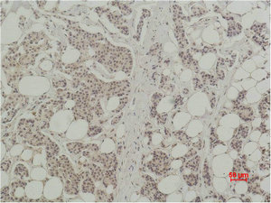 HIST1H3A Antibody
