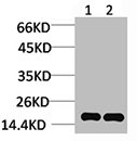 HIST1H3A Antibody