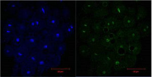 Histone H3 Antibody