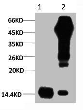 Histone H3 Antibody