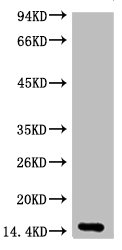 Histone H3 Antibody