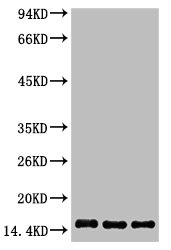Histone H3 Antibody