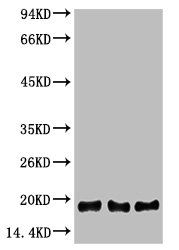 Histone H3 Antibody