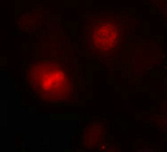 HIST1H3A Antibody