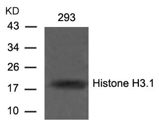 HIST1H3A Antibody
