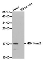 HIST3H3 Antibody