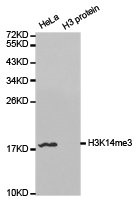 HIST3H3 Antibody