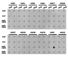 HIST3H3 Antibody
