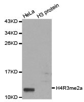 HIST3H3 Antibody