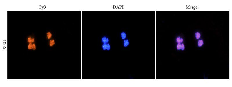 HMGB1 Rabbit Polyclonal Antibody