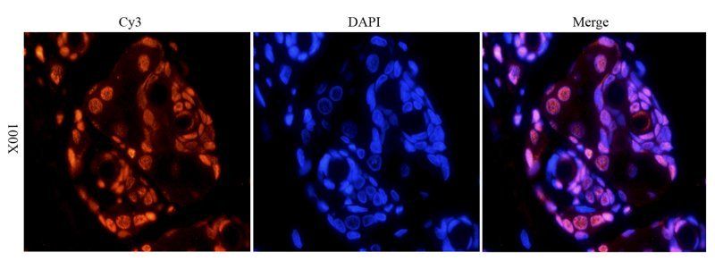 HMGB1 Rabbit Polyclonal Antibody