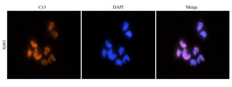 HMGB1 Rabbit Polyclonal Antibody