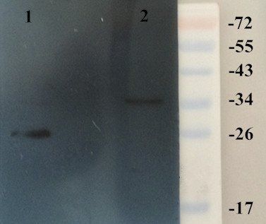 HMGB1 Rabbit Polyclonal Antibody