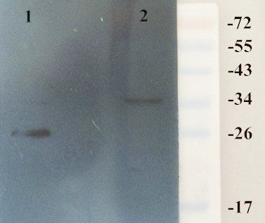 HMGB1 Rabbit Polyclonal Antibody